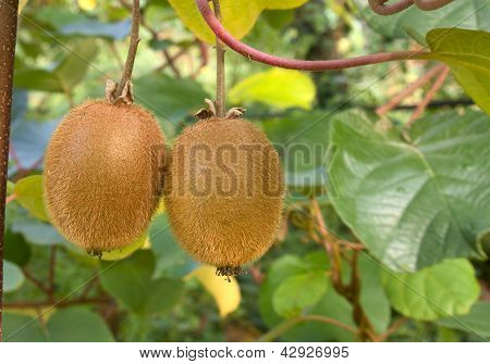 Kiwi rostlina