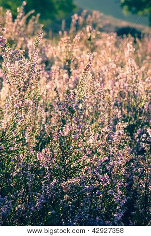 Erica In fiore