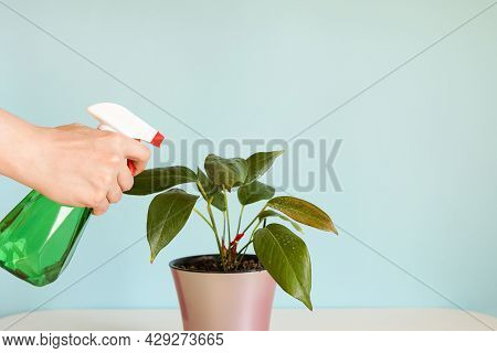 Woman Hand Spraying Leaves Of Home Plant With Water. Taking Care Of Plants. Watering Spray Bottle In