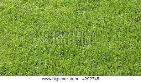 Green Grass