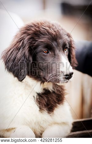 Bulgarian Shepherd Karakachan Dog Portrait Close Up