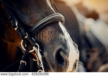 The Nose Of A Bay Horse With A White Groove On The Muzzle. Portrait Sports Stallion In The Double Br