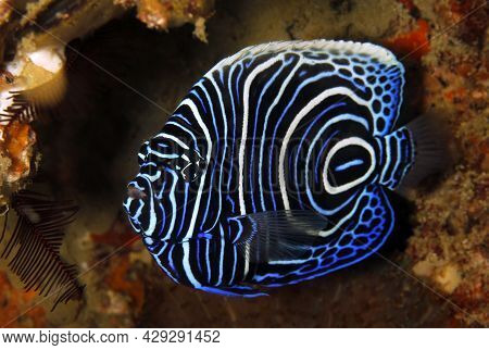 Juvenile Emperor Angelfish (pomacanthus Imperator). Tofo, Mozambique