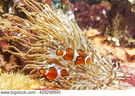 Amphiprion Ocellaris Oranhe Clownfish In Reef Aquarium