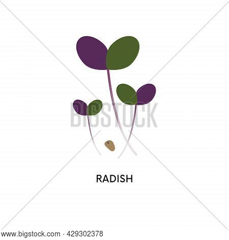 Radish Microgreens And Seed Vector Illustration. Superfood, Home Gardening, Greens. Can Be Used For 