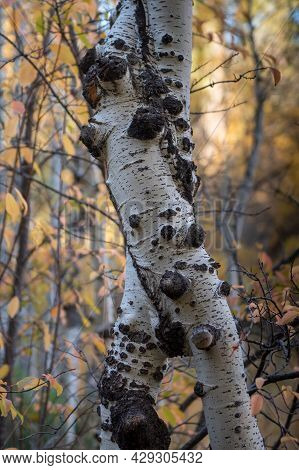 Twisted Trunk Of Aspen Tree In The Fall Inside A Forest In The Hope Valley Of California, Usa