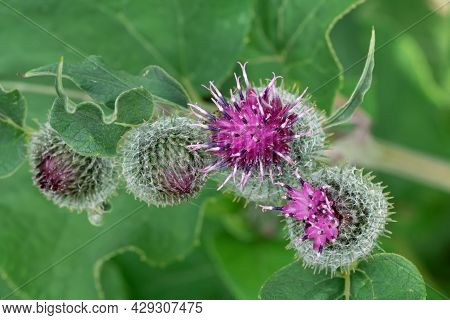 A Fresh Medicinal Plant. Blooming Burdock Buds And Leaves On A Sunny Summer Day. A Large Edible Burd