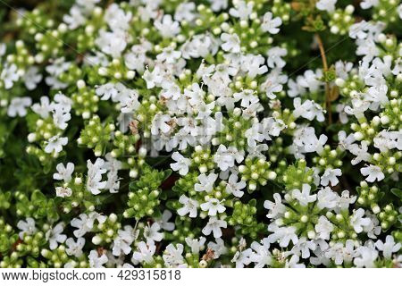 White Flowered Creeping Thyme, Thymus Serpyllum Variety Albus, Flowers In Close Up With A Background