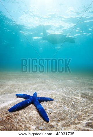 Stella marina blu profondo sott'acqua