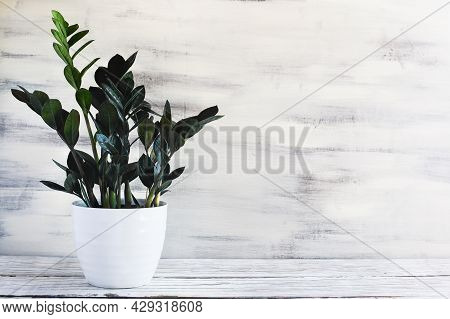 Potted Zz Dowon Plant, Zamioculcas Zamifolia, Houseplant Over A Rustic Wood Table With Free Space Fo