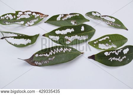 Leaves Eaten By Pests, Bugs Or Caterpillar In Zigzag Pattern Creating Many Holes In Leaf. Plucked An