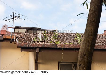 Clogged Roof Rain Gutter Full Of Dry Leaf And Plant Growing In It