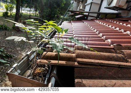 Close-up Of Clogged Roof Rain Gutter Full Of Dry Leaf And Plant Growing In It, With Selective Focus