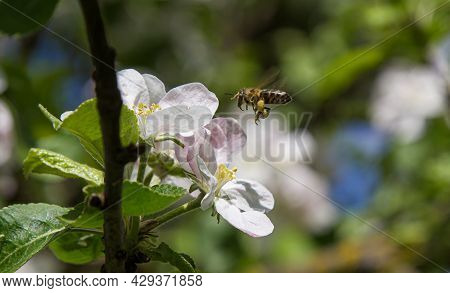 Apple Tree Blooms In The Garden. Bees Collect Nectar And Pollen