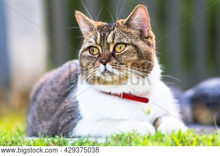 Adult Female Cat Laying In The Garden Grass. A Close Up Portrait Of A Cat. Cute Female Cat Chill Out