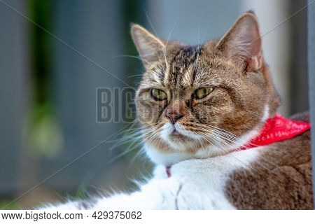 Adult Female Cat Laying In The Garden Grass. A Close Up Portrait Of A Cat. Cute Female Cat Chill Out