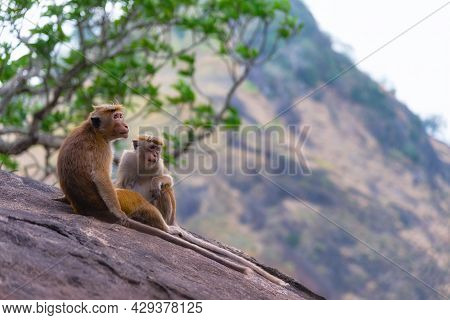 A Couple Of Tonque Macaque Sitting On A Rock, Sri Lanka. The Toque Macaque Macaca Sinica Is A Reddis