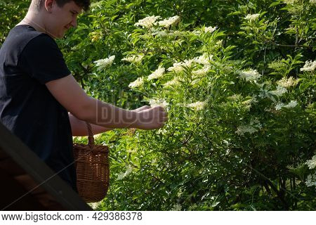 Man Picking The Elderflowers And Putting Them In A Wicker Basket
