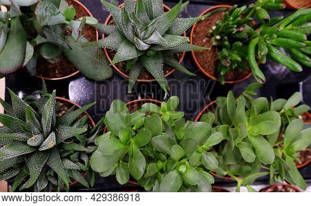 Green Flowering Echeveria, Sedum Succulent House Plants Arrangement pot Background, close up