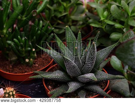 Green Flowering Echeveria, Sedum Succulent House Plants Arrangement pot Background, close up