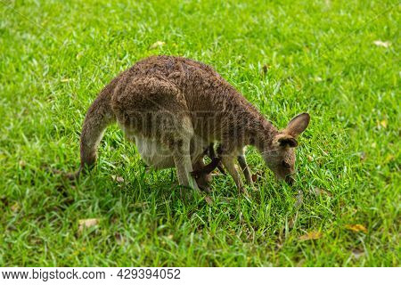 A Close Up With An Kangaroo In The Outback Of Australia. Face To Face With Kangaroo. Portrait Of A A
