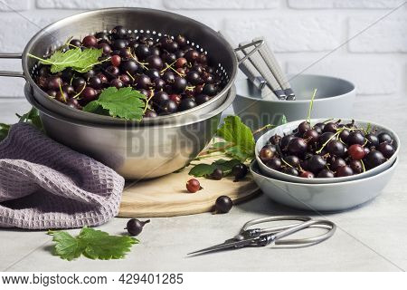 The Jostaberry (ribes X Nidigrolaria) Hybrid Of A Black Currant And Gooseberry