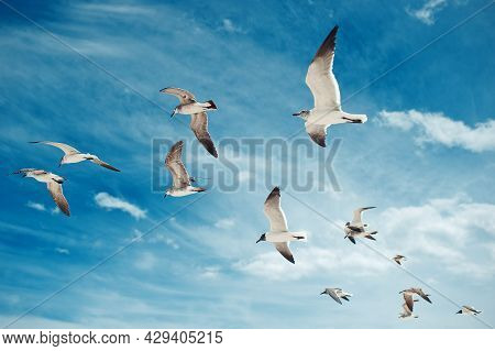 Flock Of Seagulls Flying On The Blue Sky With Clouds Background. Birds Collection. Group Of Beautifu