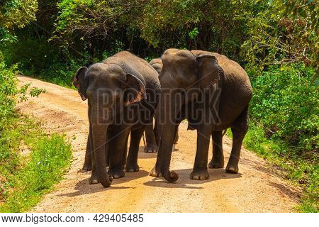 Free Wild Elephants At The Minneriya National Park, Sri Lanka. Elephant Herd Walking Passing Dort Ro