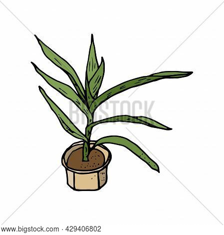 Home Plant. Indoor Plant Yuka In Doodle And Cartoon Style. Home Design. Vector Hand Drawing