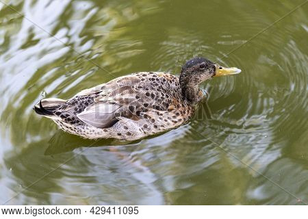 Portrait Of A Females Of Duck On The Water. Wild Duck On The Water.