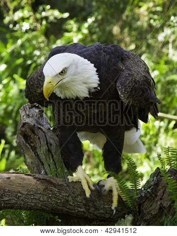 Bald Eagle on Branch
