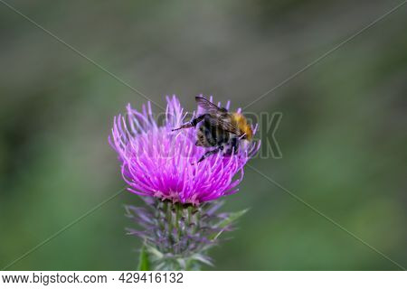 A Close-up Of A Hover Fly, Fly On A Plant.