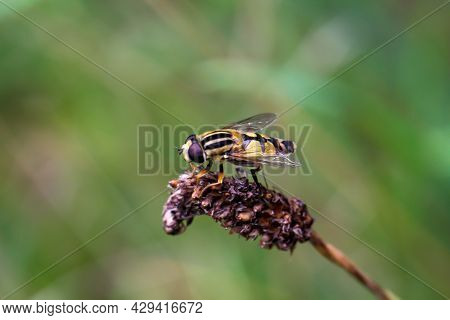 A Close-up Of A Hover Fly, Fly On A Plant.