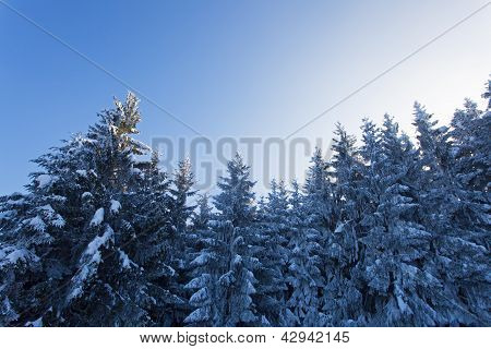 alberi