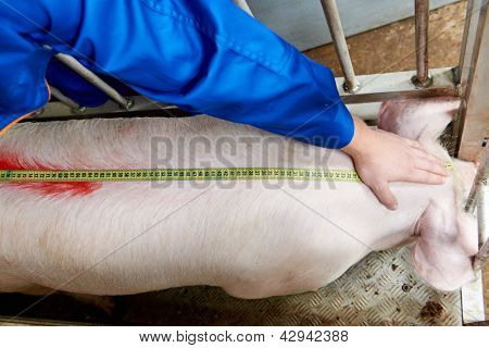 Lavoratore medico veterinario presso agricoltura riproduzione fattoria maiale pianta o ispezione di maiale