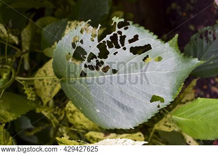 Hibiscus Plant Large Single Leaf Damaged Defected By Pests, Bugs Eaten And Chewed By Caterpillars In