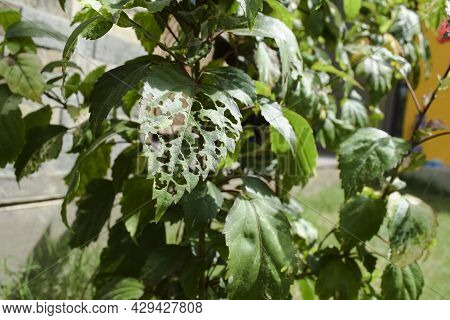 Hibiscus Plant Large Single Leaf Damaged Defected By Pests, Bugs Eaten And Chewed By Caterpillars In
