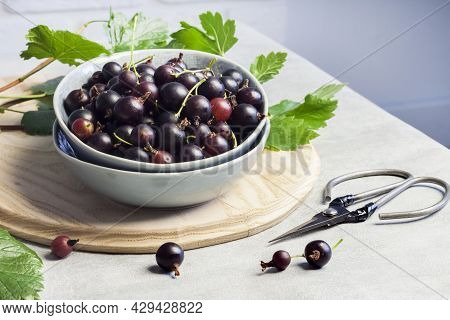 The Jostaberry (ribes X Nidigrolaria) Hybrid Of A Black Currant And Gooseberry In A Bowl