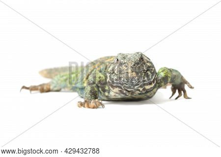 Uromastyx Ornata Ornata Female Crawling Isolated On A White Background