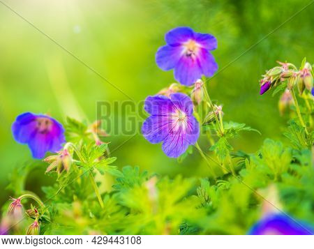 Blue And Purple Flowers Of Geranium Wallichianum. Summer Or Spring Flower Background.