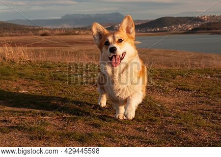 One Cute Pembroke Welsh Corgi Looks And Smiles At The Camera Against The Background Of The Mountain 