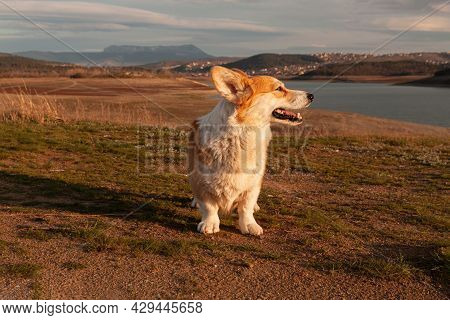 One Cute Pembroke Welsh Corgi Looks And Smiles At The Camera Against The Background Of The Mountain 