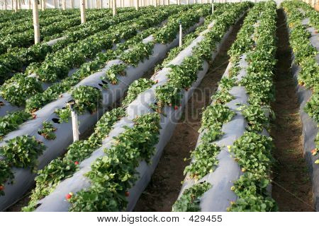 Agriculture - Strawberries