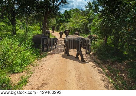Free Wild Elephants At The Minneriya National Park, Sri Lanka. Elephant Herd Walking Passing Dirt Ro