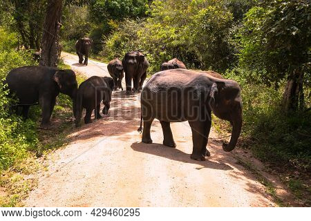 Free Wild Elephants At The Minneriya National Park, Sri Lanka. Elephant Herd Walking Passing Unseale