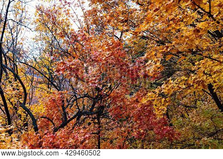 Colorful Autumn Leaves In The Forest Near By The Great China Wall. Red And Yellow Leaves On The Bran