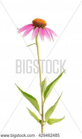 Echinacea Purpurea Flowers Isolated On White Background. Medicinal Herbal Plant.