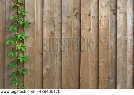 Copy Space Background With A Vine Of Green Virginia Creeper Ivy Climbing Up A New Wooden Fence.