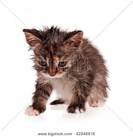 Natte korthaar kitten geïsoleerd op witte achtergrond