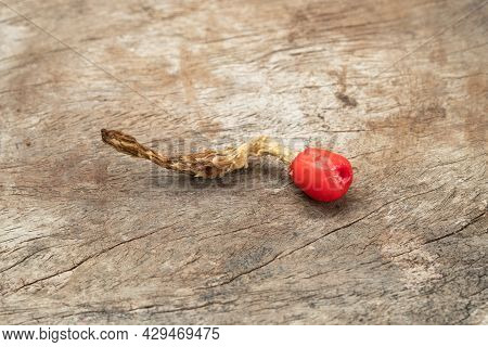The Pods Of The Cactus Are Ripe On Wooden Table. Echinofossulocactus Phyllacanthus Lawr.